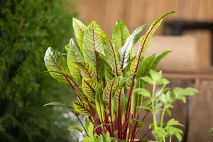 rumex sanguineus - afbeelding 5