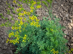 ruta graveolens