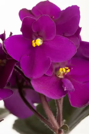 saintpaulia ionantha-hybriden - afbeelding 1