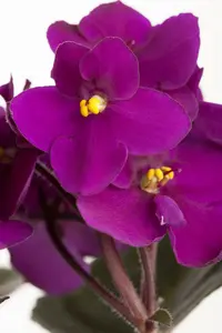 saintpaulia ionantha-hybriden - afbeelding 1