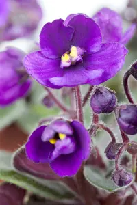 saintpaulia ionantha-hybriden - afbeelding 3