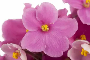 saintpaulia ionantha-hybriden - afbeelding 2