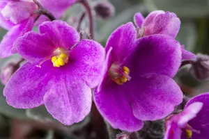 saintpaulia ionantha-hybriden - afbeelding 4