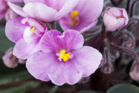 saintpaulia ionantha-hybriden - afbeelding 5