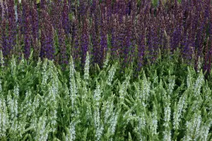 pot 9 cm - afbeelding 5