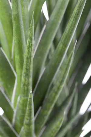 sansevieria - afbeelding 1