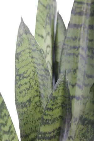 sansevieria - afbeelding 2