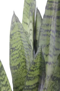 sansevieria - afbeelding 2
