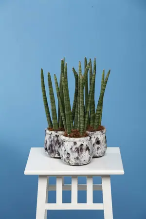 sansevieria - afbeelding 3