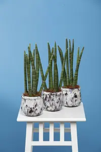 sansevieria - afbeelding 4