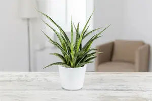sansevieria - afbeelding 5