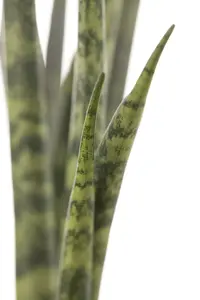 sansevieria cylindrica