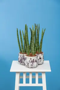 sansevieria cylindrica - afbeelding 4