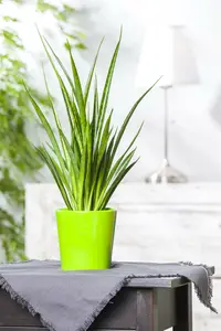 sansevieria cylindrica - afbeelding 5