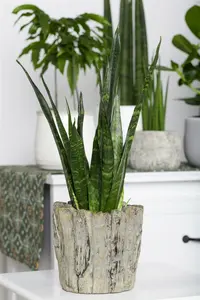 sansevieria trifasciata gold futura  - afbeelding 4