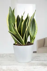 sansevieria trifasciata gold futura