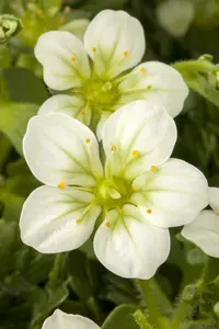 saxifraga - afbeelding 2