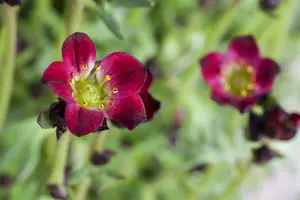 saxifraga - afbeelding 4