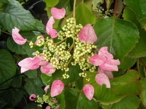 schizophragma hyd. roseum