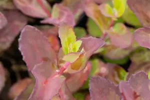 sedum hybride  matrona  - afbeelding 4