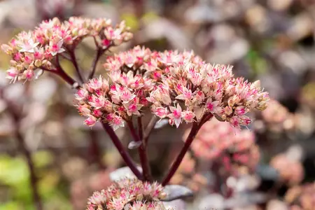 sedum hybride  matrona  - afbeelding 5