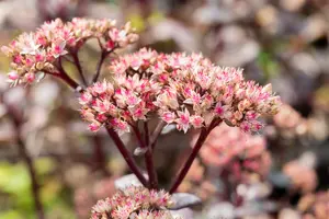 sedum hybride  matrona  - afbeelding 5