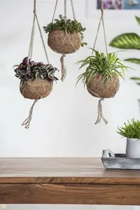 sedum makinoides - afbeelding 4