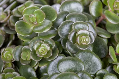 sedum makinoides - afbeelding 1