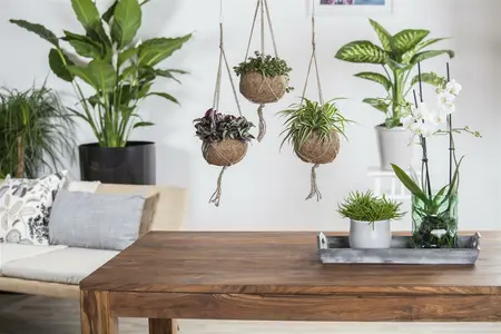 sedum makinoides - afbeelding 5