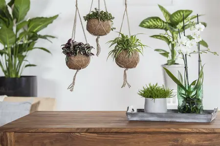 grote - afbeelding 3