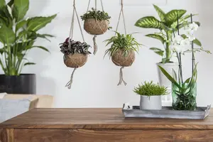 grote - afbeelding 3