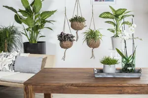 grote - afbeelding 5