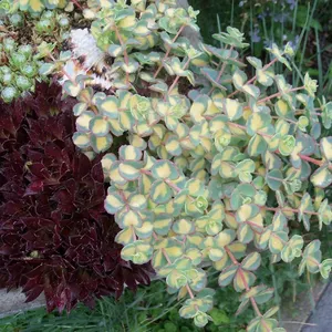 sedum sieboldii mediovariegatum