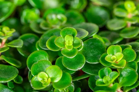 sedum tornado - afbeelding 1