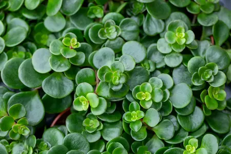 sedum tornado - afbeelding 2