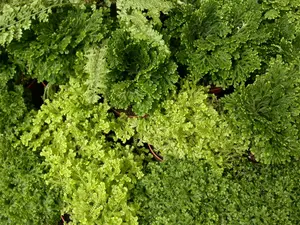 selaginalle - afbeelding 2