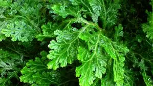 selaginella