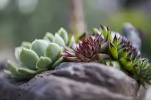 sch plast 6 kleur - afbeelding 5