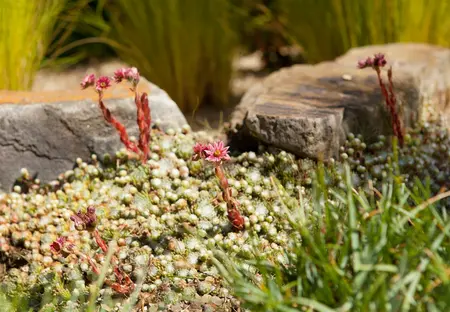 quattro 17 - afbeelding 1