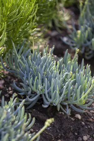 hangplant - afbeelding 2