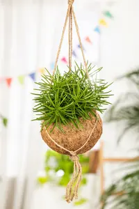 senecio archeri himalaya