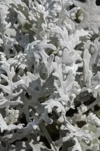 senecio cineraria