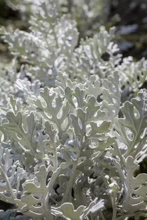 p 10,5 - afbeelding 2