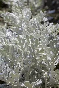 p 10,5 - afbeelding 2