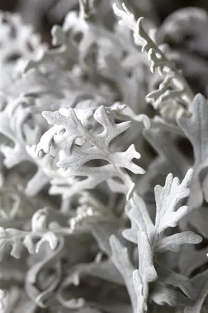 p 10,5 - afbeelding 3