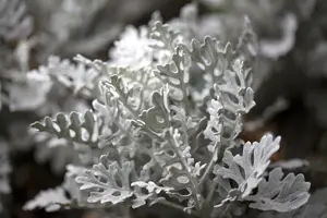 p 10,5 - afbeelding 4