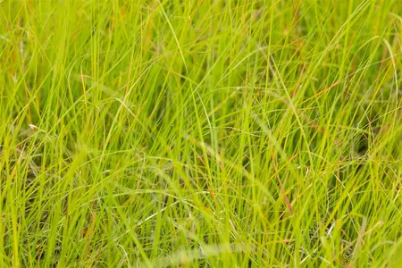 pot 9cm - afbeelding 4