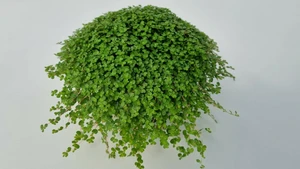 soleirolia helexine 1