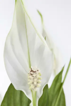 spathiphyllum wallisii