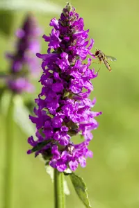 stachys monnieri  hummelo  - afbeelding 3